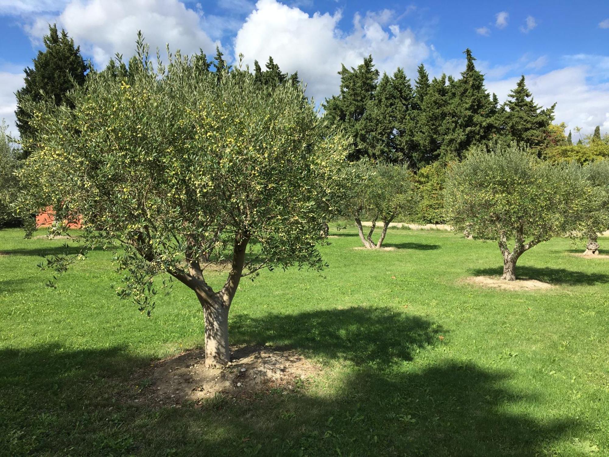 Le Mas Terre Des Anges Sarrians Exterior foto